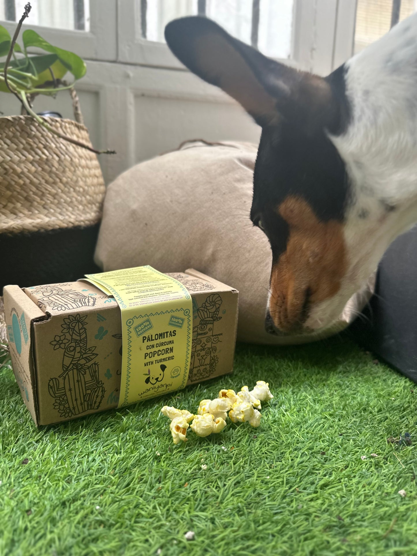 Snack Popcorn with turmeric for dogs 🐶