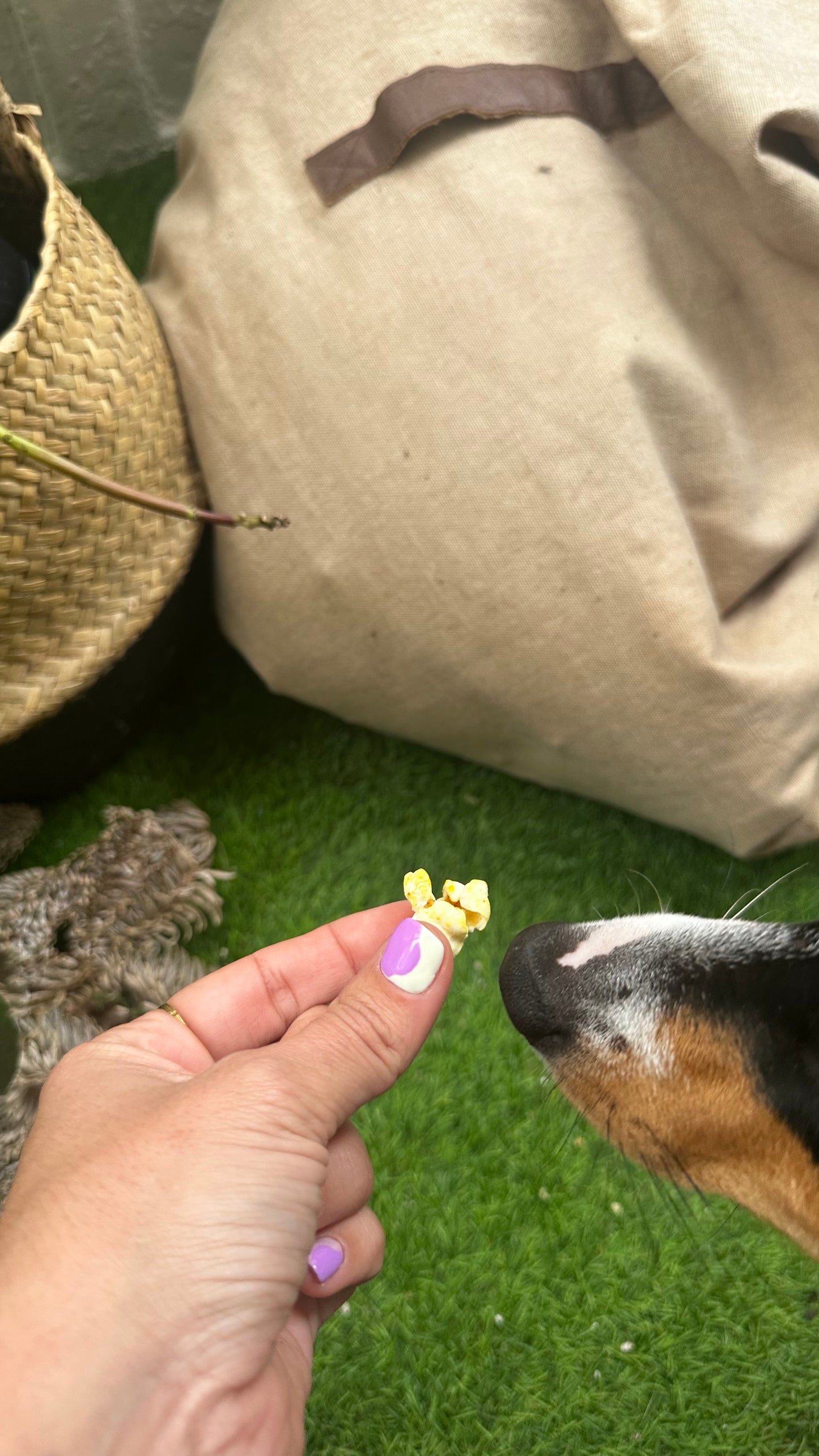 Snack Popcorn with turmeric for dogs 🐶