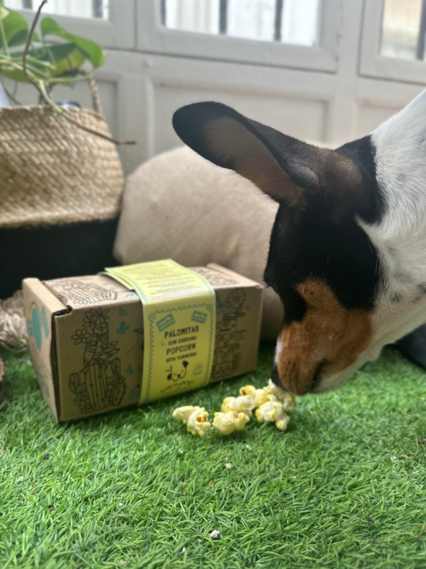 Snack Popcorn with turmeric for dogs 🐶