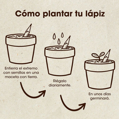 Lápiz plantable de Rúcula